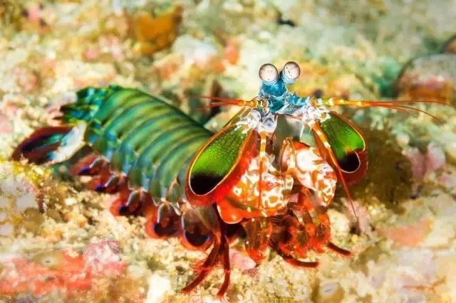 如何挑选皮皮虾的正确方法,皮皮虾该怎么选到母的