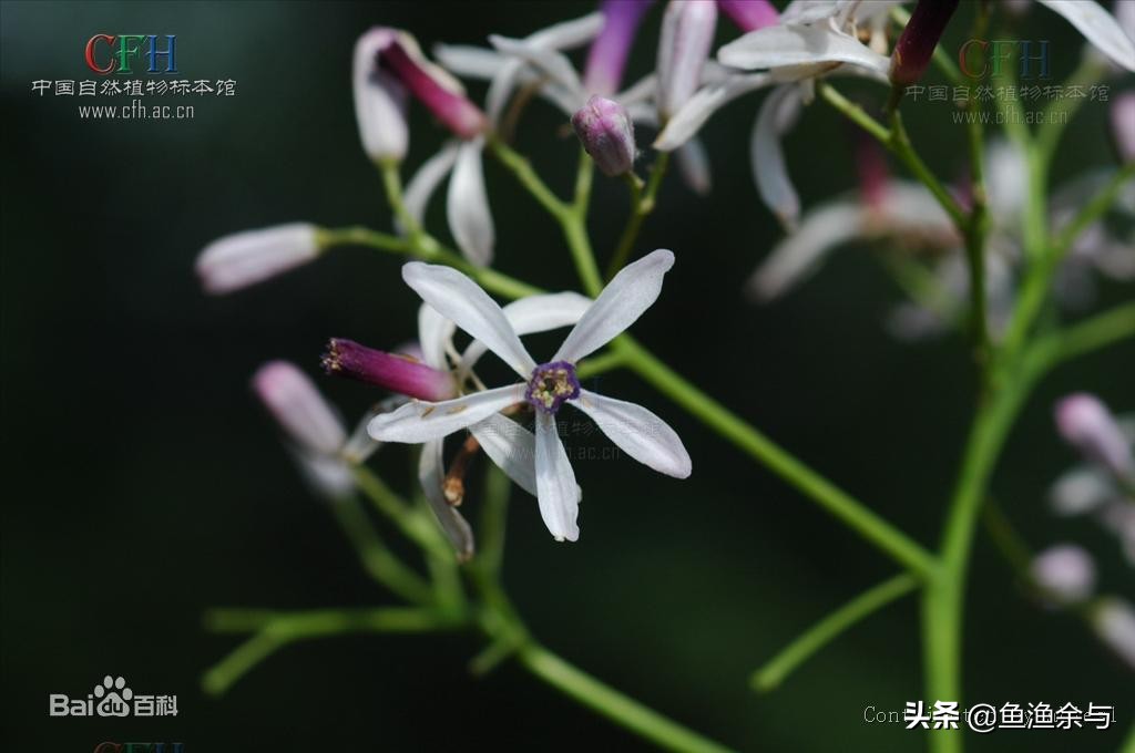 谷雨茶,香椿芽,春雨下,重温古诗中的那些美好!