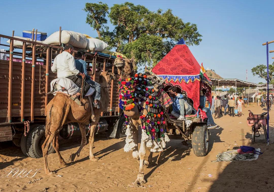 津门网徐屹：印度骆驼节上的人们（上）