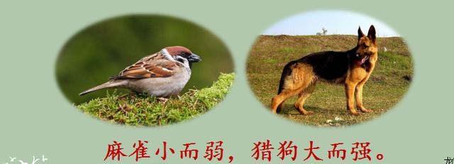 部编四上语文麻雀优质课课堂实录,四上语文麻雀第二课时教案逐字稿