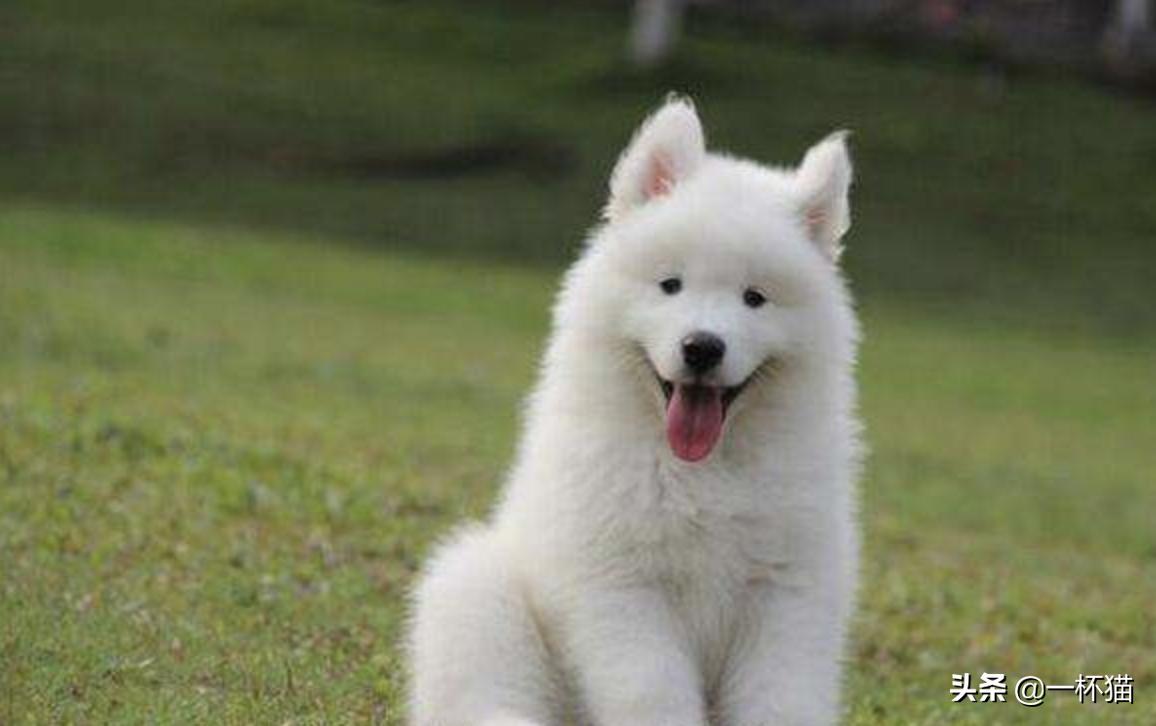 小狗被救已经奄奄一息,垃圾桶死掉的小狗