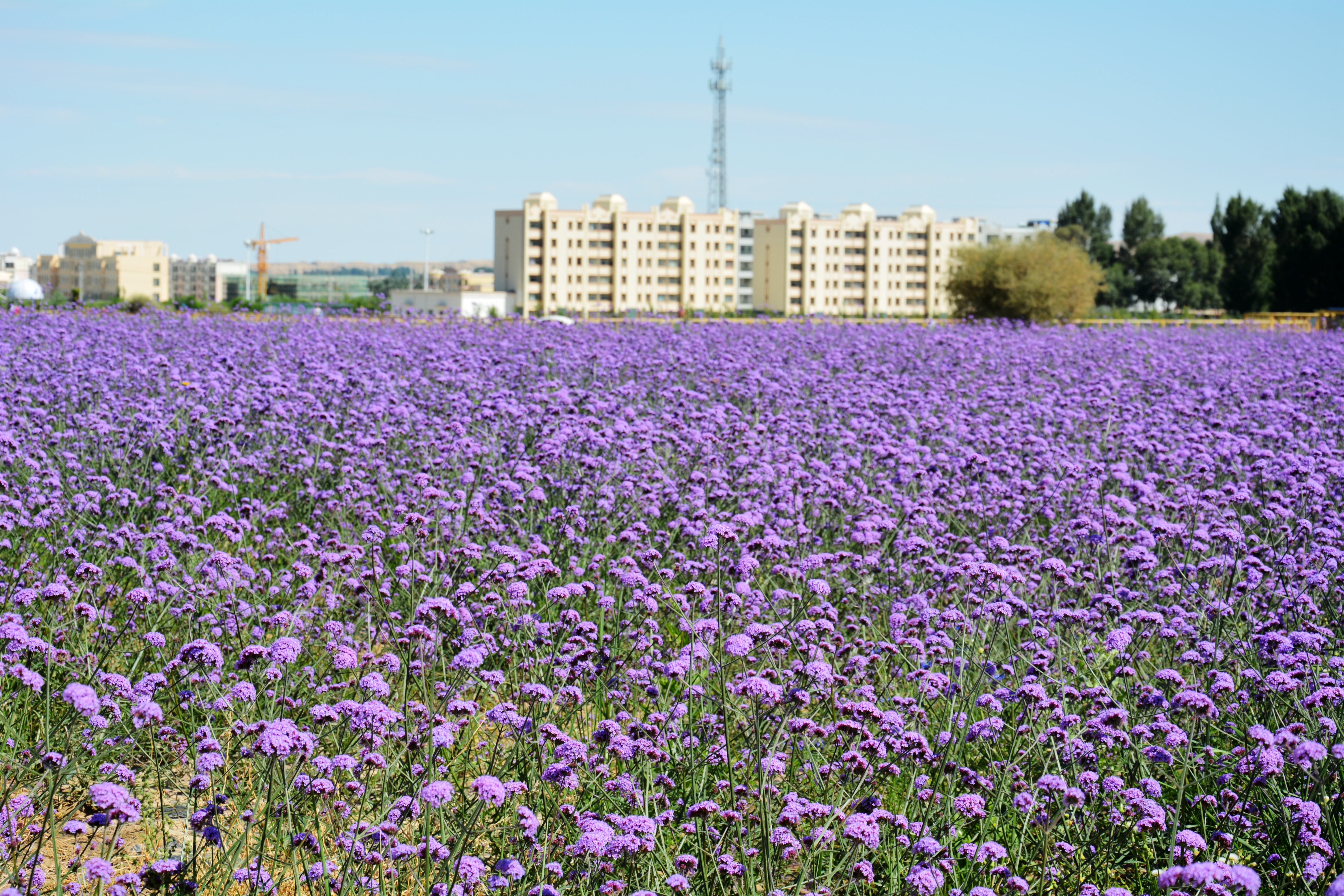 千亩花海肃北,肃北万亩花海