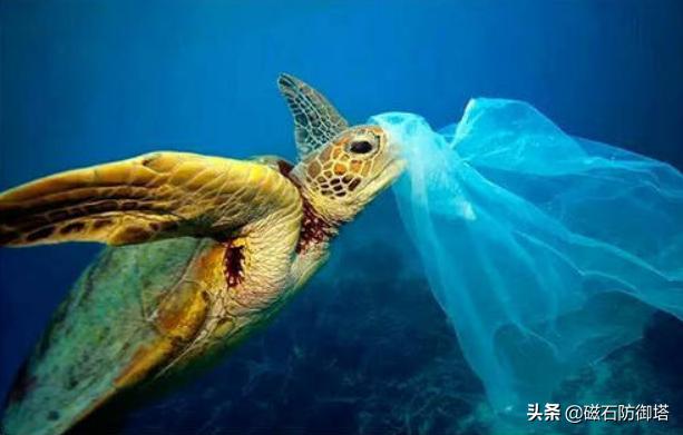 饲养箱爬虫,饲养箱乌龟