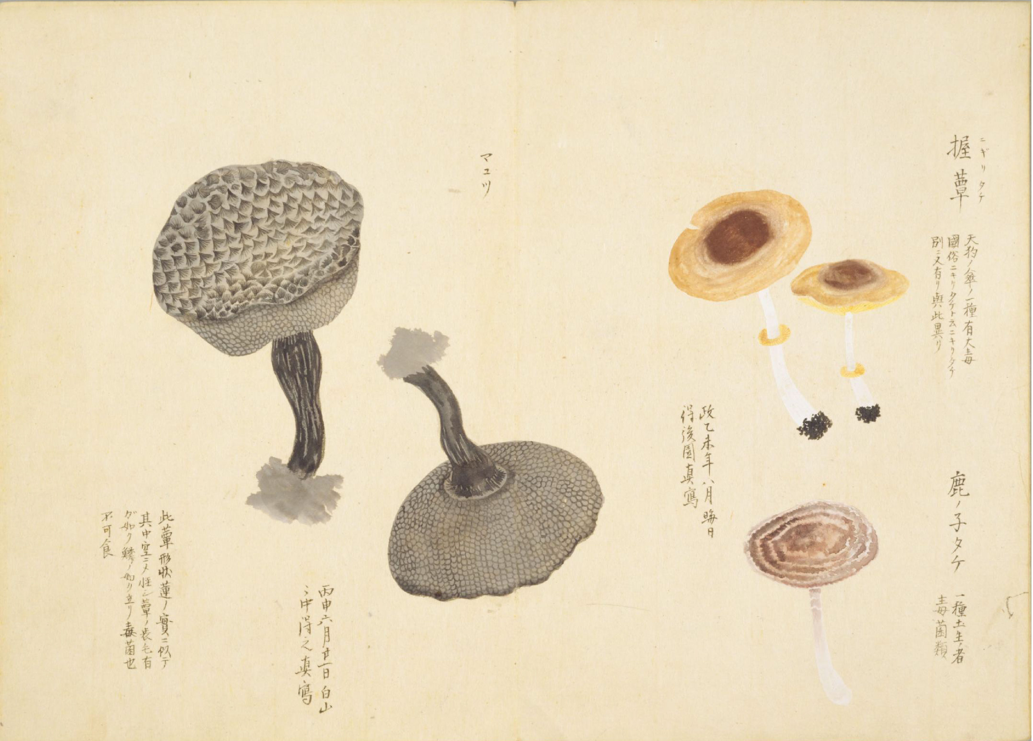 各种多彩菌图片大全,意式野菌图片大全