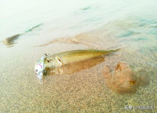 路亚钓马口的技巧和方法,怎样才能钓马口钓得多又快