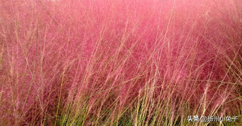 扬州三湾公园照片,扬州三湾公园建设好了吗