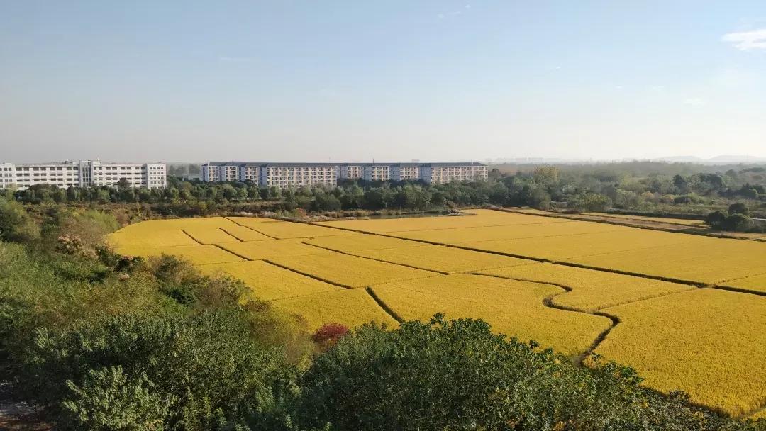 江苏省高校（五十一）南京航空航天大学金城学院