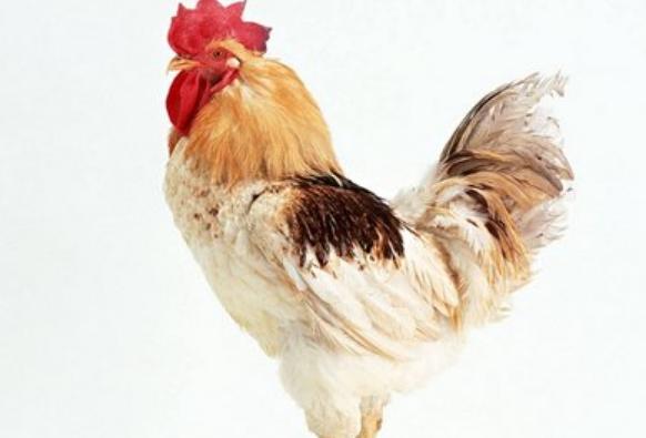 散养鸡一只眼肿,散养鸡双眼浮肿怎么回事