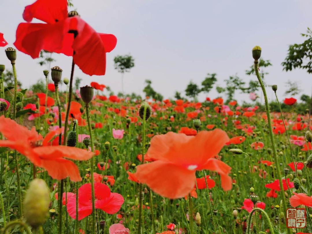 媒体看肃宁：林中有景林下生财