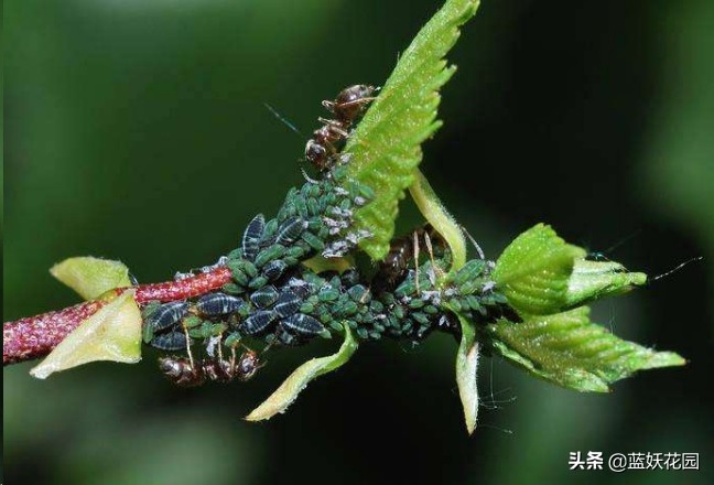 月季花苞期蚜虫不处理会怎么样,月季花苞上有蚜虫喷什么药