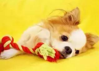 人有艾滋病的话有什么特征,狗狗会不会得艾滋病