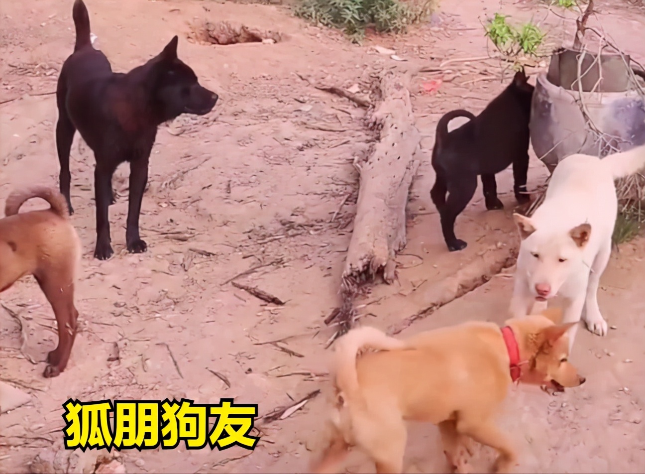 男子用指狗不咬法吓恶犬,四川男子爷爷教指狗不咬法