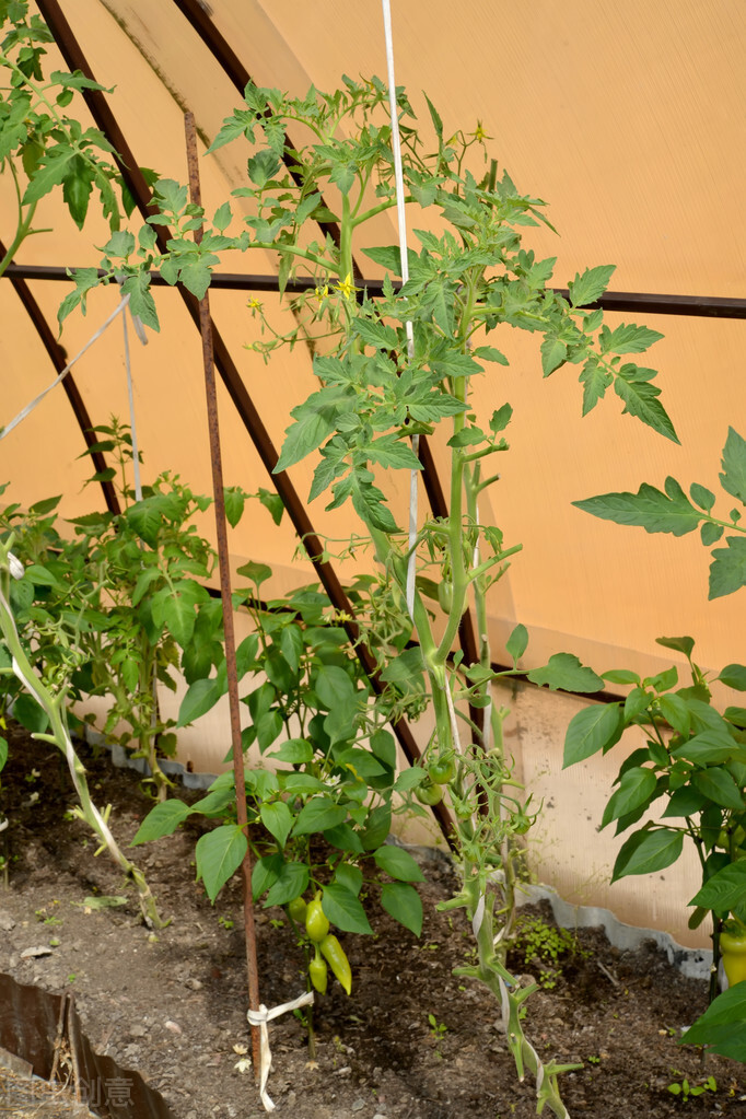 纯天然无毒蔬菜杀虫剂,杀虫剂最好的制作方法