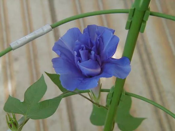 牵牛花到处游,牵牛花随便种