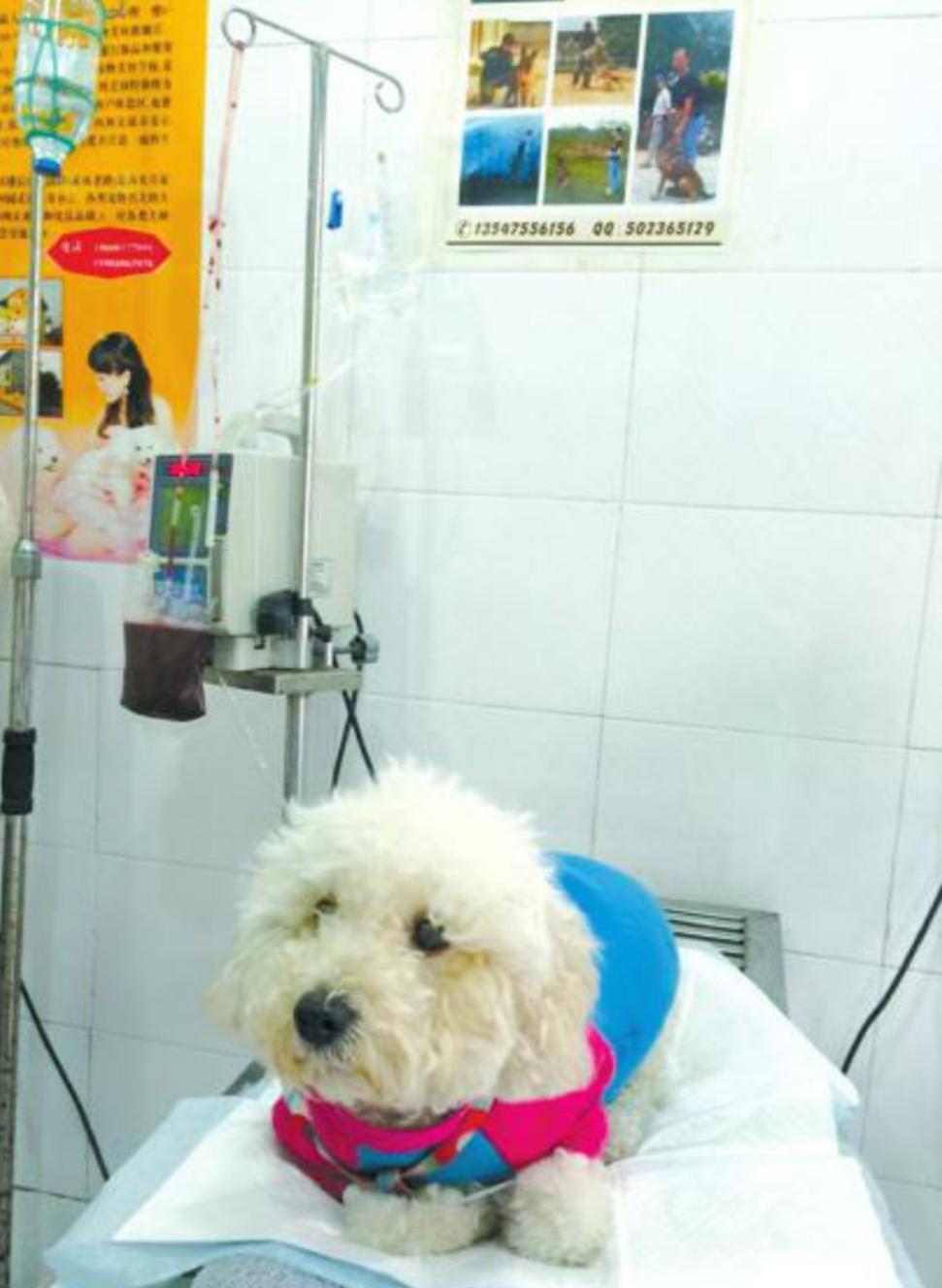 为什么动物吃洋葱中毒,人吃洋葱有什么好处