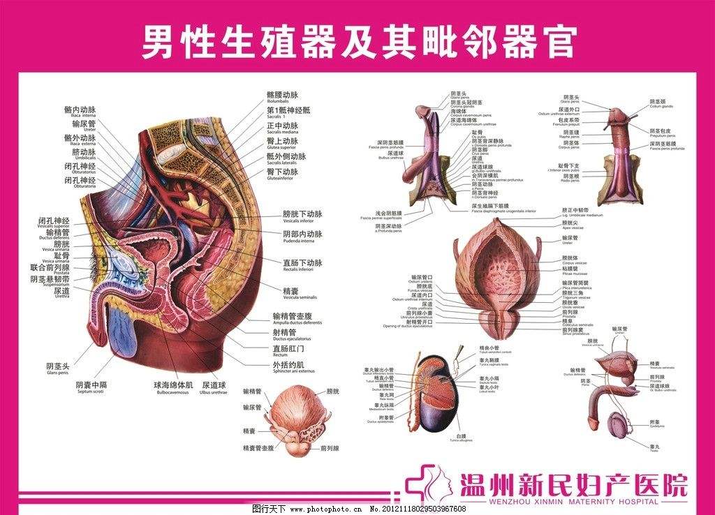 你真的了解你自己吗？其实你还没有我了解你（附身体解剖图）