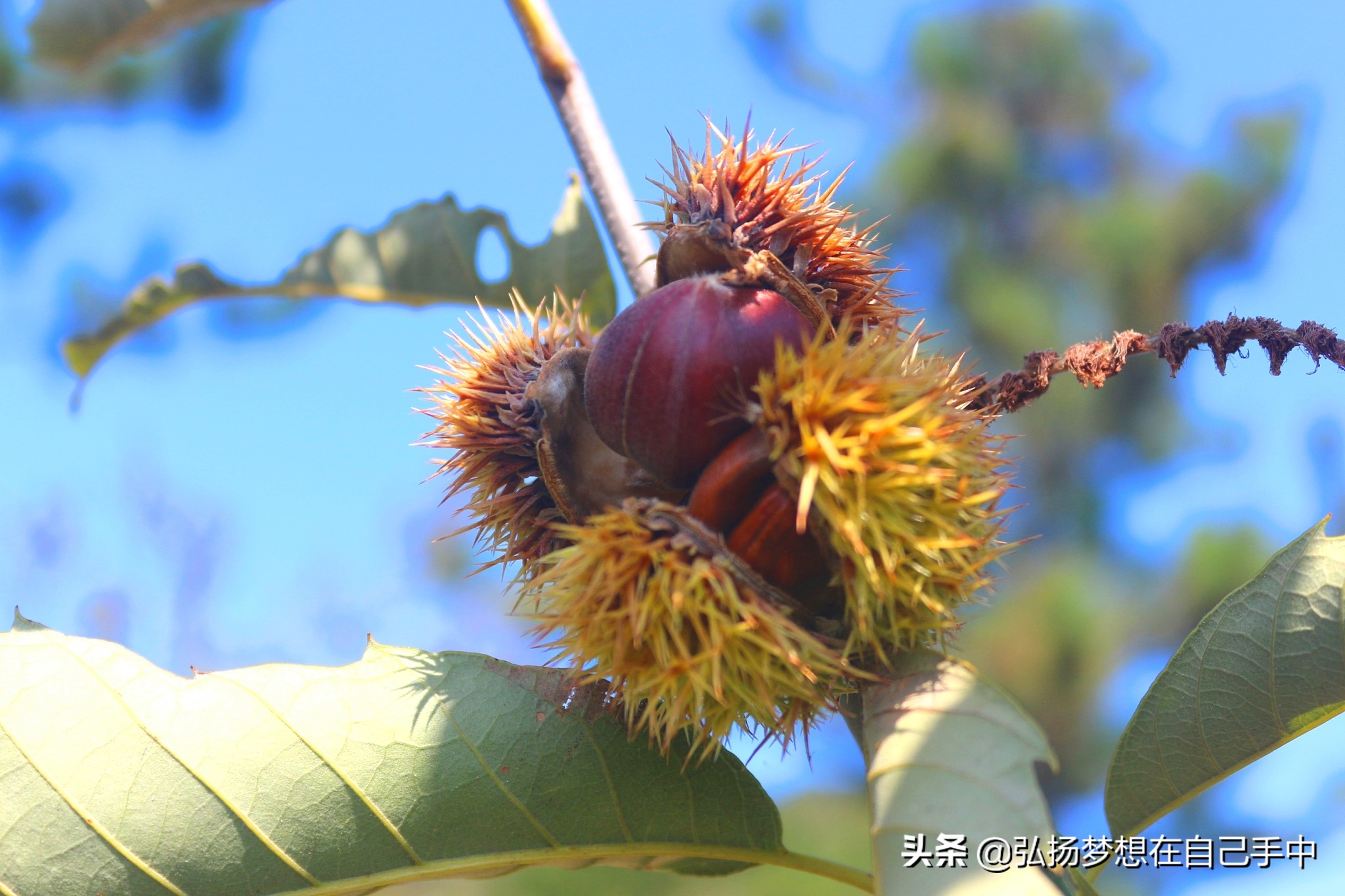 板栗很好吃,最好的板栗是哪的