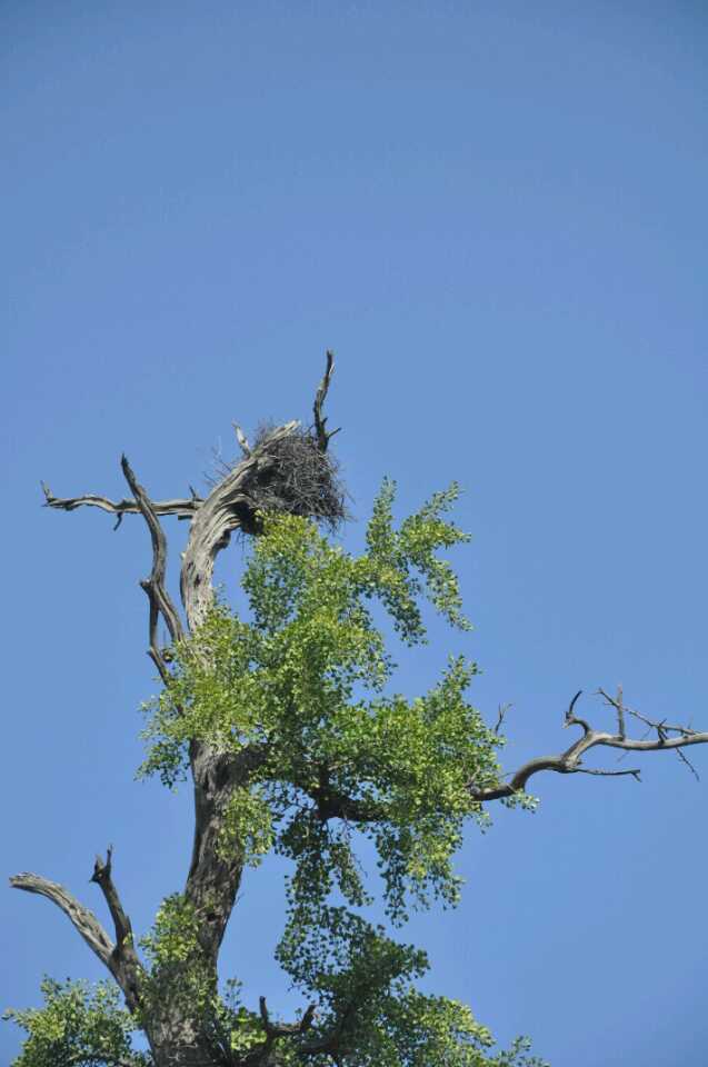 东方维纳“狮”与“万年”银杏王，清化古道上的山西泽州冶底岱庙
