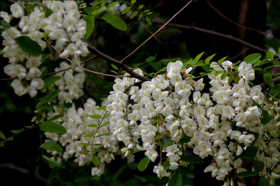 如果你路过西郊，有幽香沁入心脾，那定是从红光公园飘来的槐花香