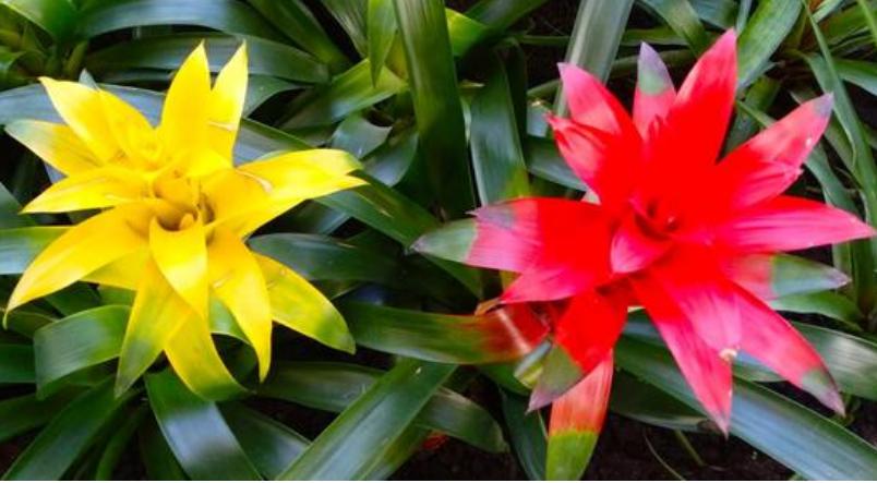 水塔花喜阴喜阳,水塔花固始