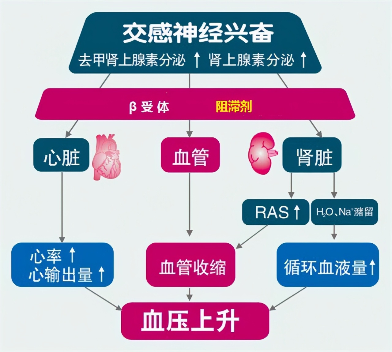 低压高的高血压首选什么降压药,高血压长期低压高如何降压最好