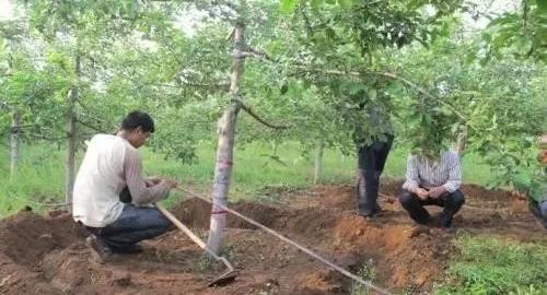 苹果脱袋后管理,苹果套完袋为啥还落果
