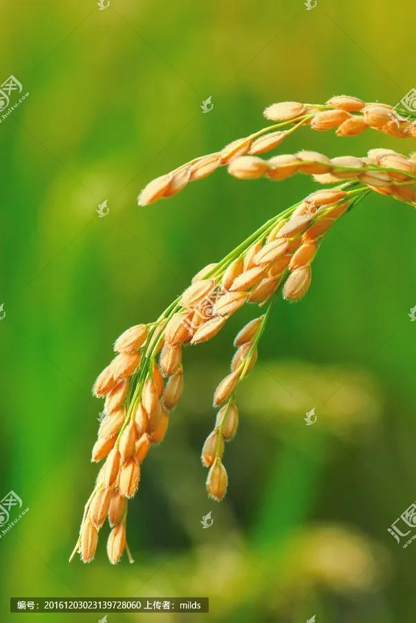 米没开封放一年还能吃吗,米放久了里面有虫子还能吃吗