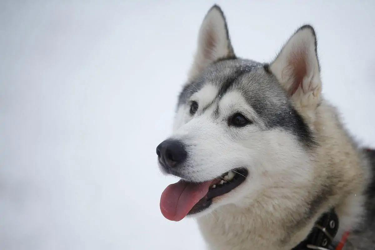 哈士奇你不知道的冷知识,哈士奇热门知识