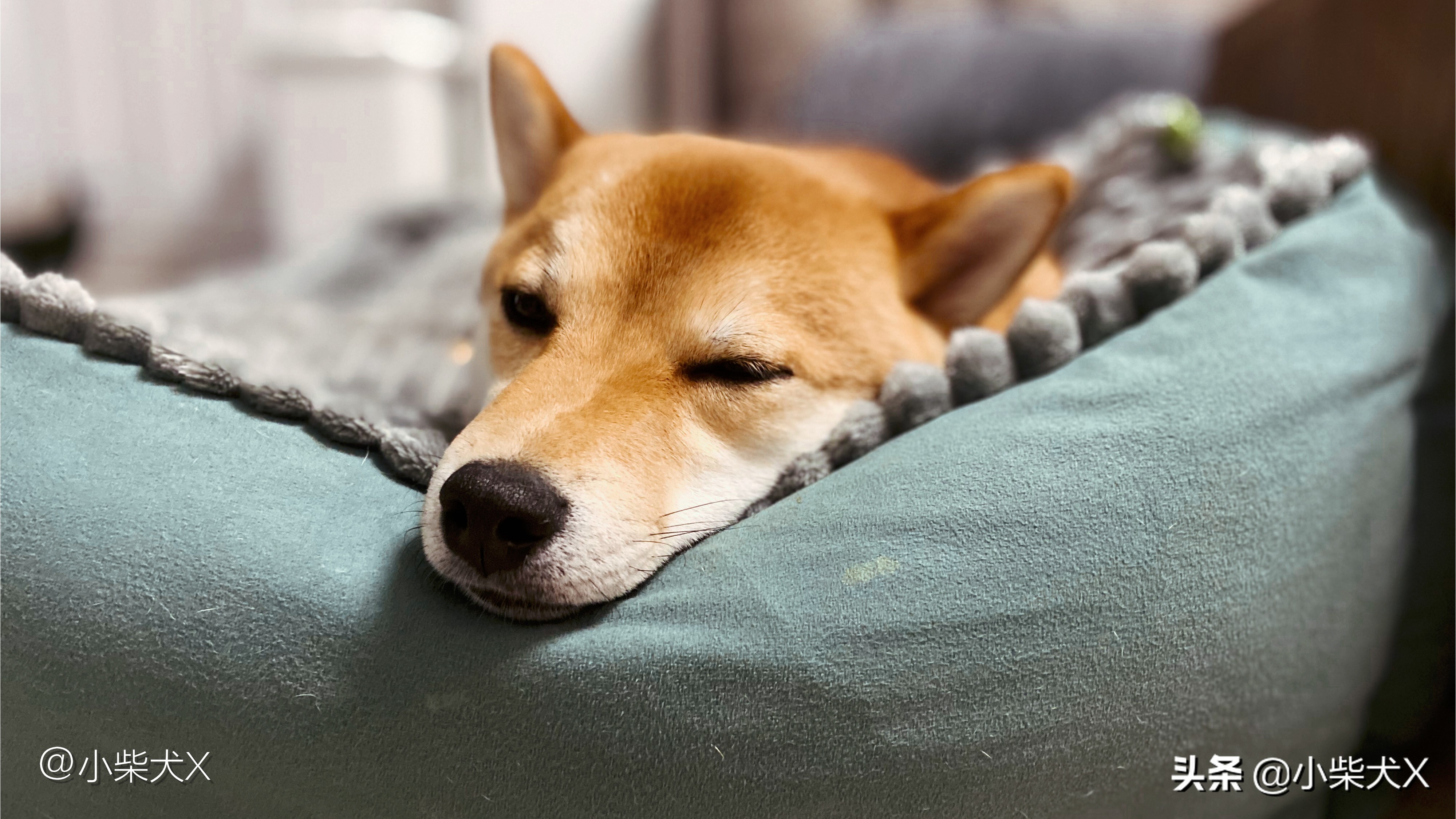 秋冬怎么护理狗狗的毛发,秋冬换季狗狗