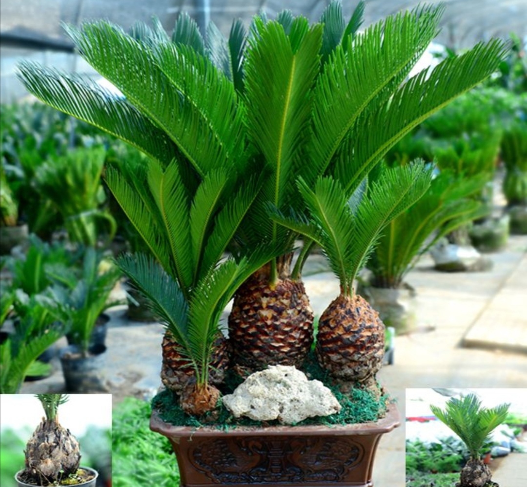 适合铁盆养的绿植,苏铁叶绿植养殖方法和注意事项