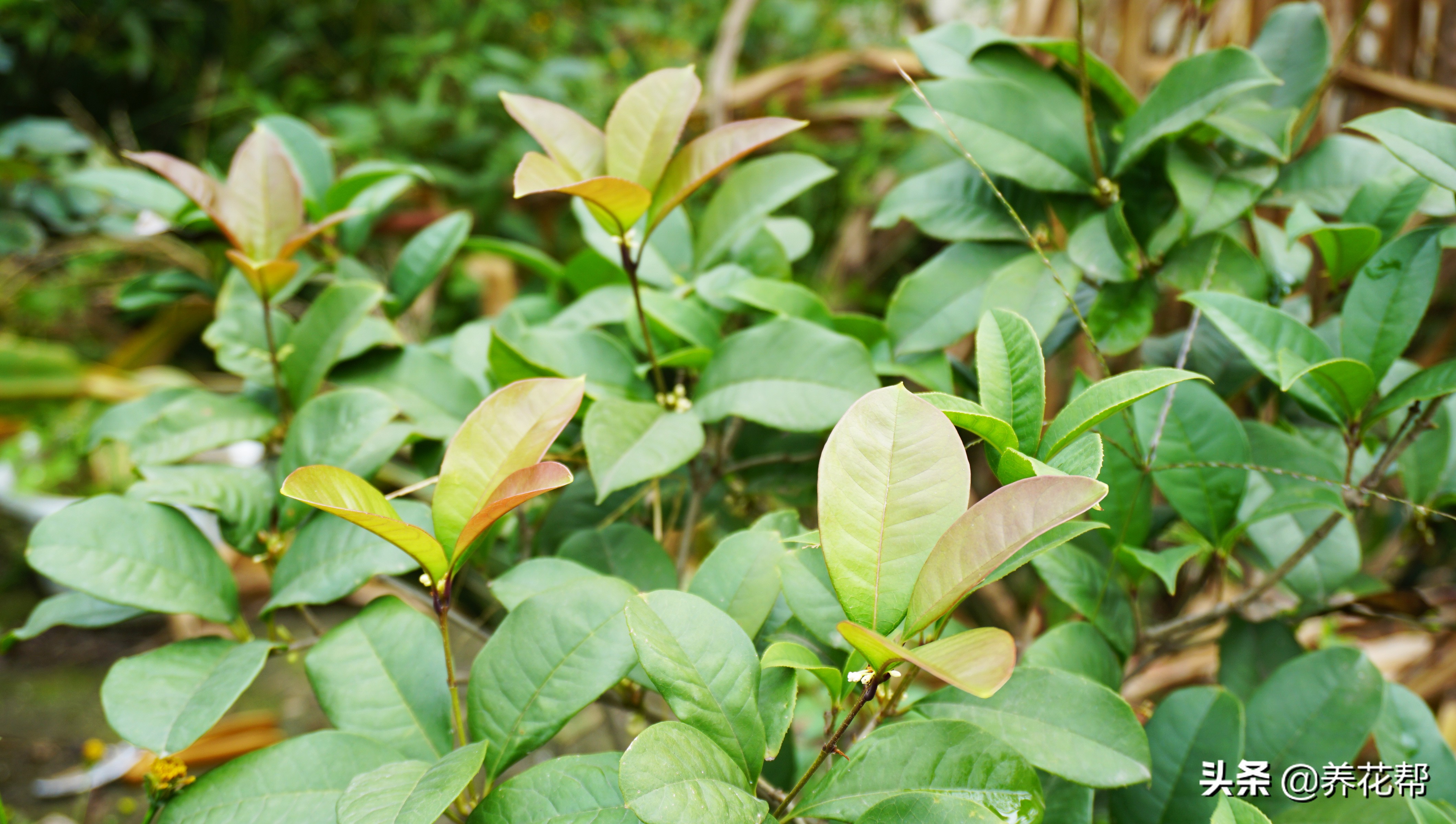地栽桂花树叶落完了能活不,移栽桂花盆景枯叶掉落怎么办