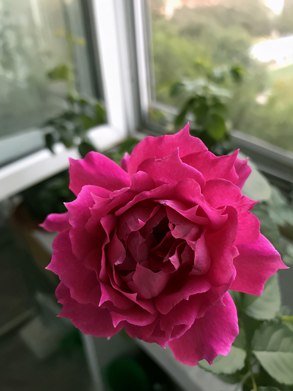 月季花有刺和无刺哪个好养,月季花还是三角梅好养