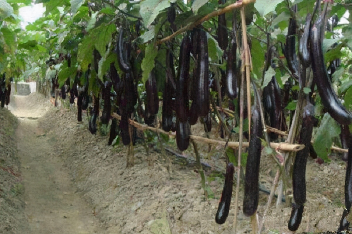 茄子长在树上腐烂了是什么毛病,茄子秧苗根腐病怎么治