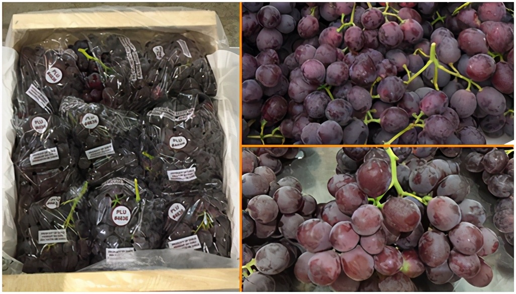 进口提子哪些品种 (进口提子品种及图解)