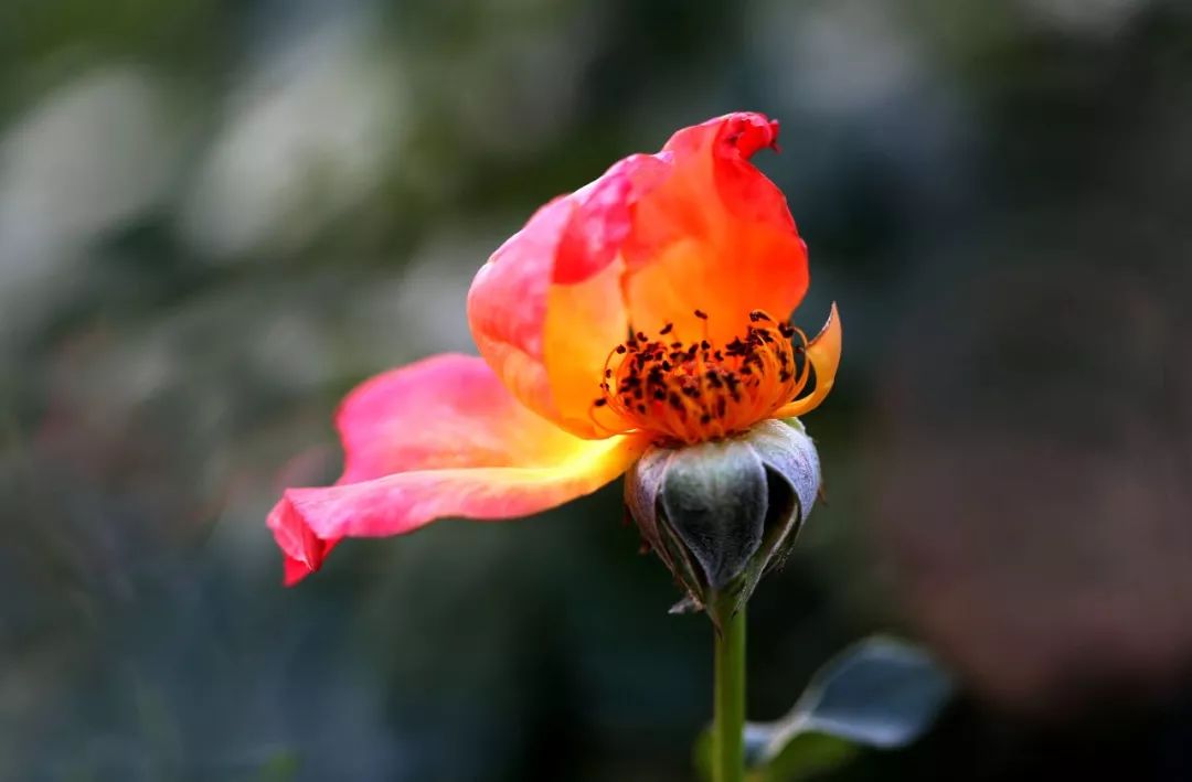 人美诗更美，当代才女有好诗，幽兰子诗集：已是秋心比月凉