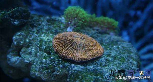 看完别笑，都陪我哭！新人下海开缸的血泪史