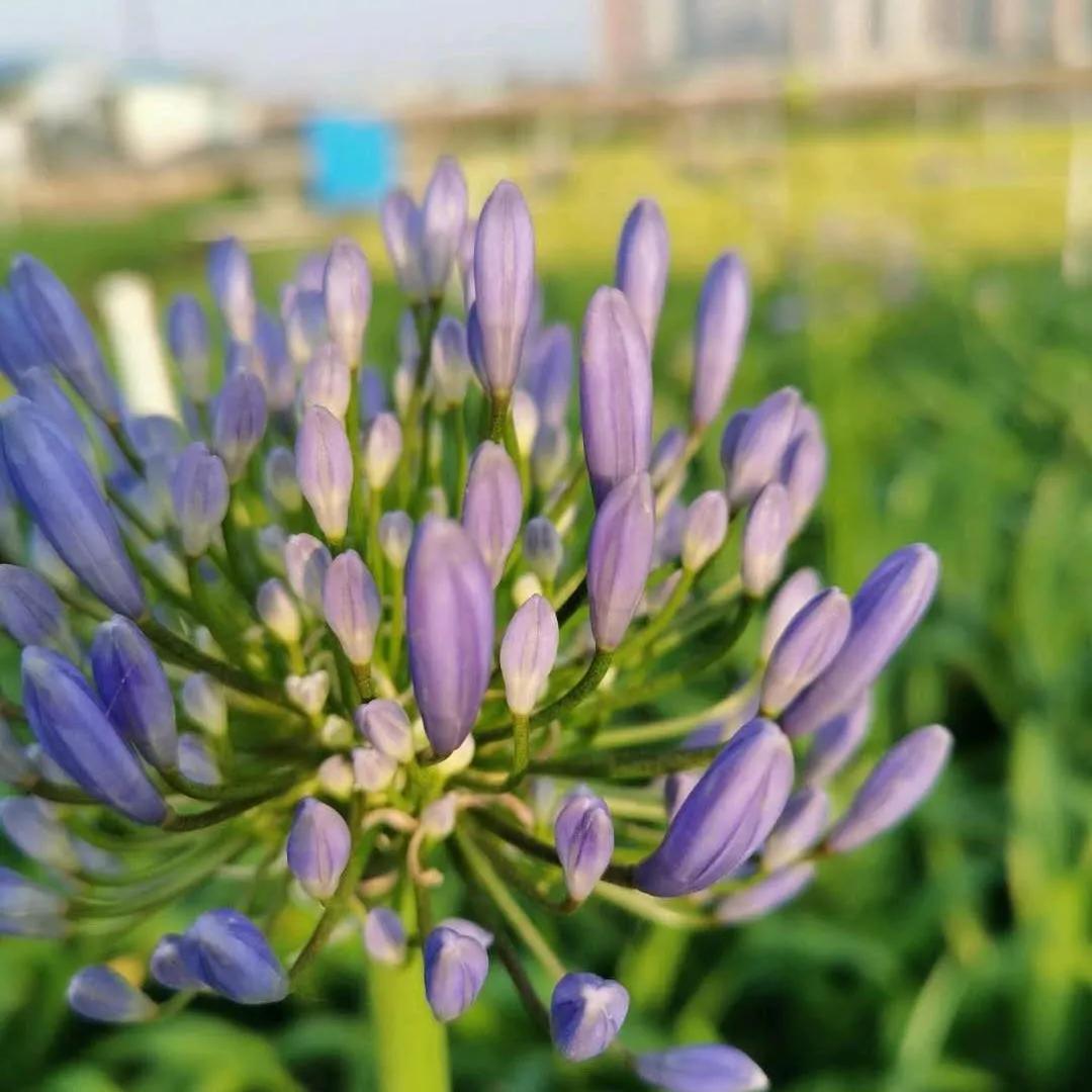 鑻椾粨浼氬憳,鑻椾粨浼氬憳鏈嶅姟