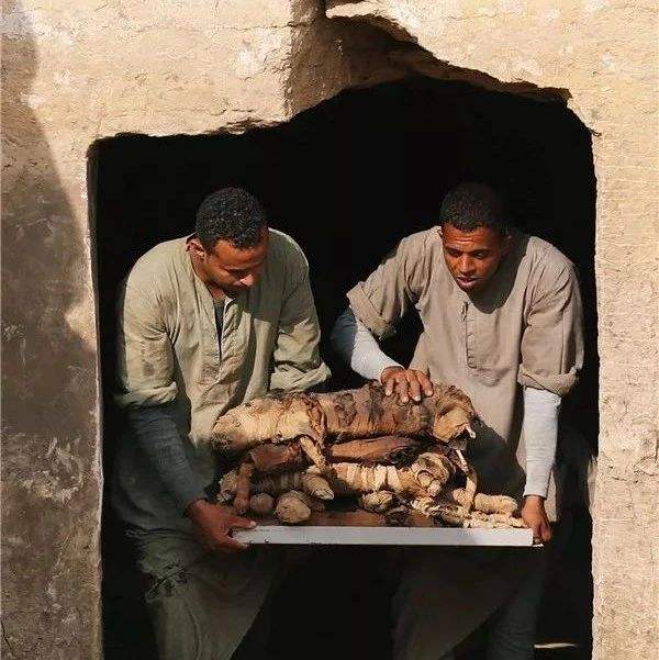 埃及墓里的圣甲虫,埃及金字塔是甲虫之谜