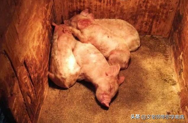 小猪顽固性拉稀,小猪顽固性拉稀怎么办