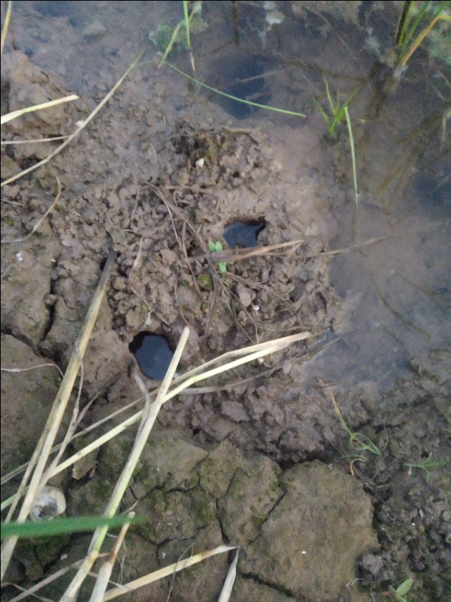 小龙虾打洞越多越好吗,小龙虾是不是一年四季都打洞