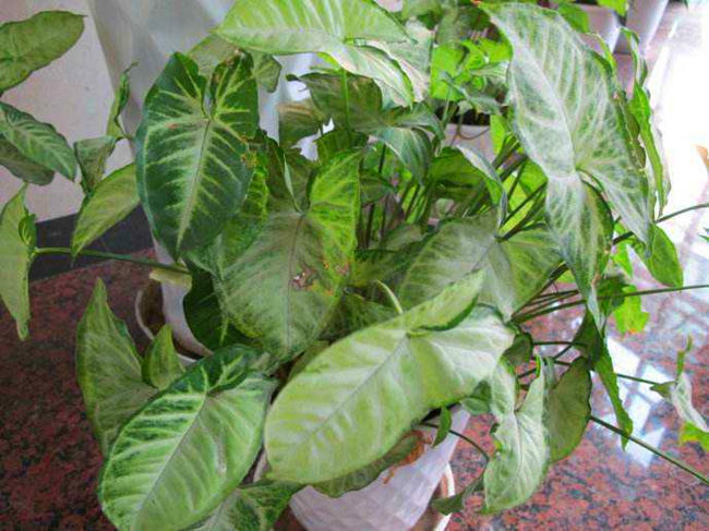 合果芋叶子蔫,合果芋叶子有斑点怎么办