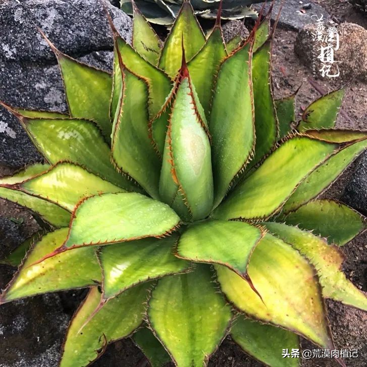 极品龙舌兰,精品龙舌兰欣赏
