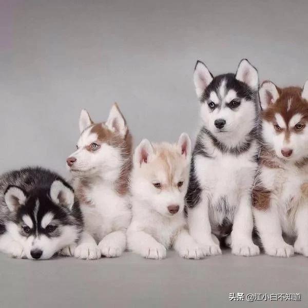 世界上最好的狗狗是不是拉布拉多,拉布拉多是世界上最可爱的小狗