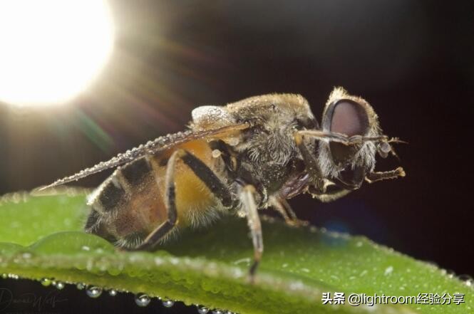 昆虫形象照拍摄技巧有哪些,昆虫拍摄布光方法