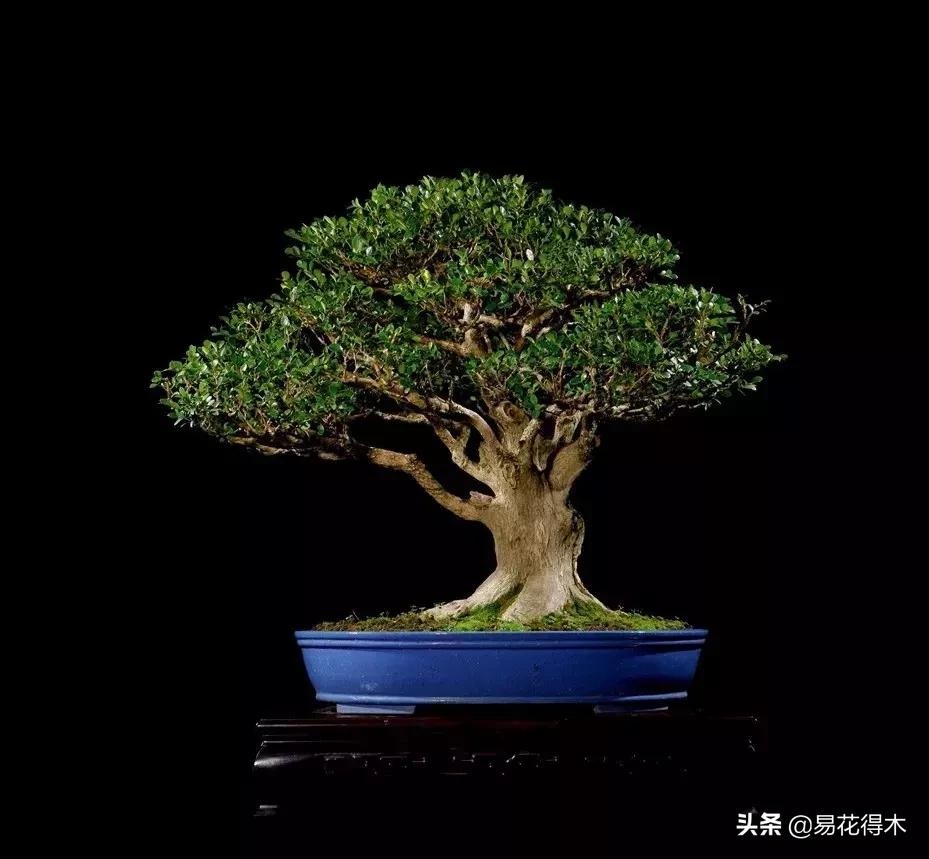 瓜子黄杨珍珠黄杨雀舌黄杨哪种好,黄杨雀舌和黑珍珠区别