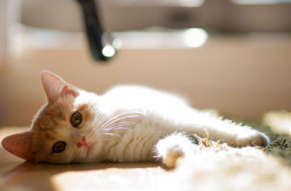 猫咪得了乳腺瘤怎么办,猫咪肿瘤要怎么治疗