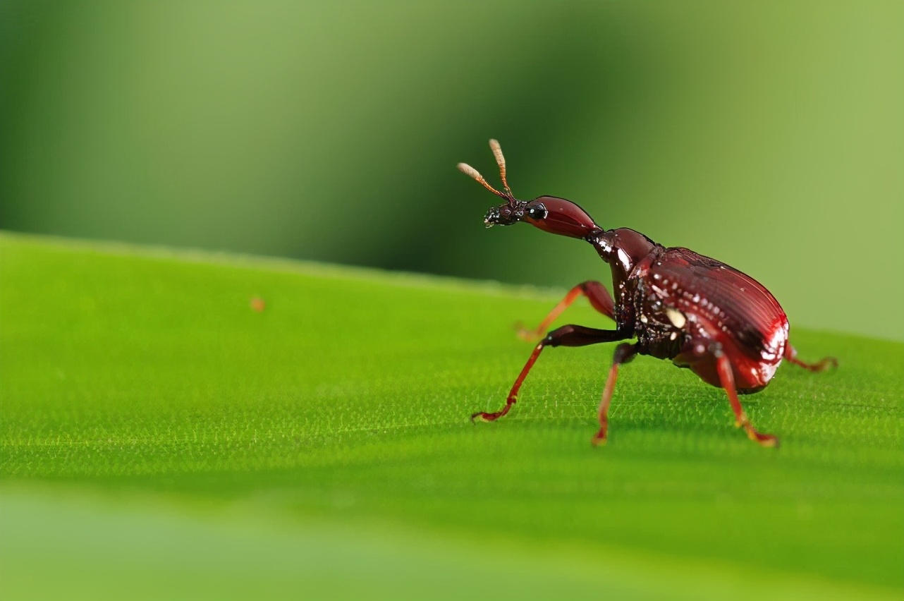 都有哪些常见的甲虫,不同种类但是很相似的甲虫图片