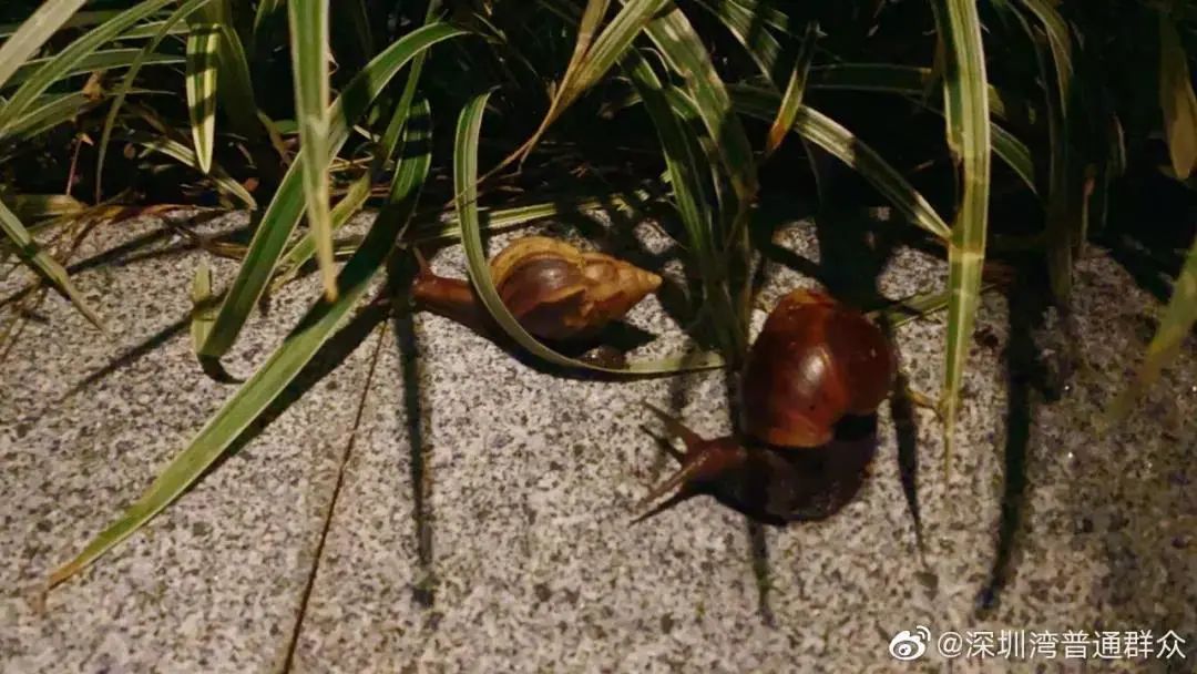 广州近期出现的变异蜗牛,深圳雨后巨型蜗牛