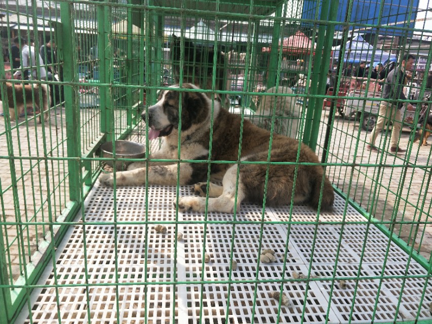 开封狗市抓狗视频,开封狗市拉布拉多和金毛的视频