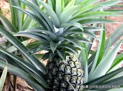 盆栽菠萝的种植方法和技术图片,盆栽菠萝的种植方法和技术视频